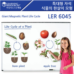 과학교구, [LER6045]러닝리소스특대형 자석 식물의 한살이 모형-칭찬나라큰나라